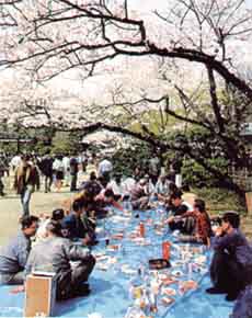 На самом деле в Японии в пору цветения вишен очень популярны пикники под цветущими вишневыми деревьями. На время пикника люди делают перерыв, "паузу", в суете дней